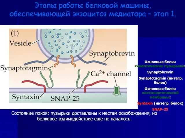Этапы работы белковой машины, обеспечивающей экзоцитоз медиатора – этап 1. Основные