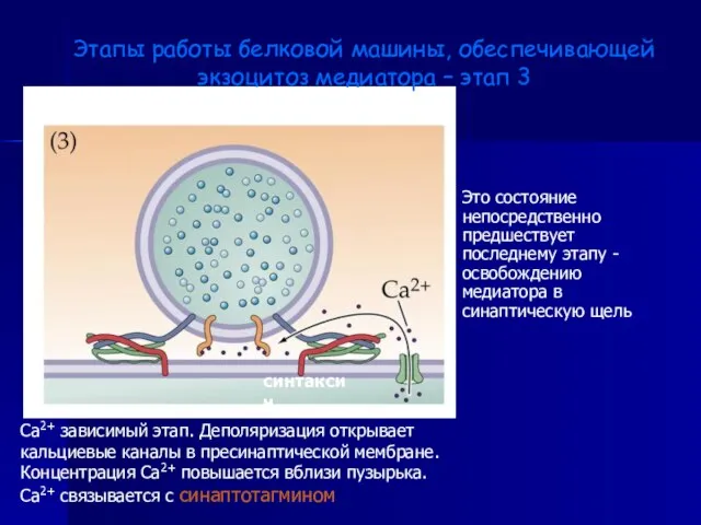 Этапы работы белковой машины, обеспечивающей экзоцитоз медиатора – этап 3 Са2+