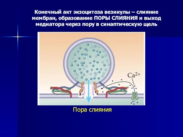 Конечный акт экзоцитоза везикулы – слияние мембран, образование ПОРЫ СЛИЯНИЯ и