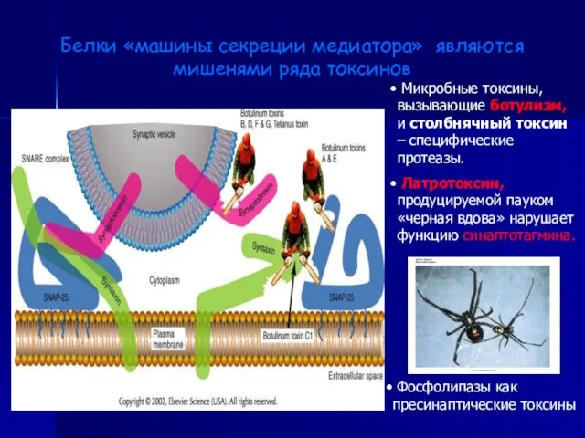 Белки «машины секреции медиатора» являются мишенями ряда токсинов Микробные токсины, вызывающие