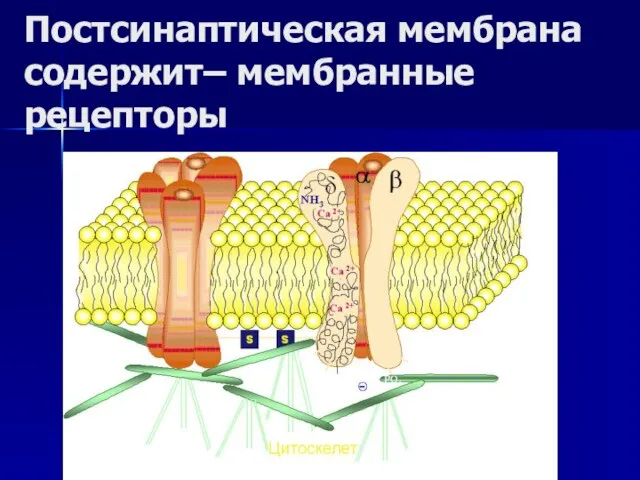 Постсинаптическая мембрана содержит– мембранные рецепторы