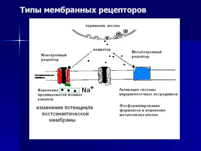 Типы мембранных рецепторов