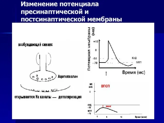 Изменение потенциала пресинаптической и постсинаптической мембраны