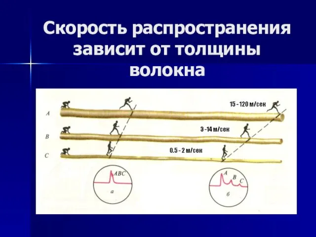 Скорость распространения зависит от толщины волокна