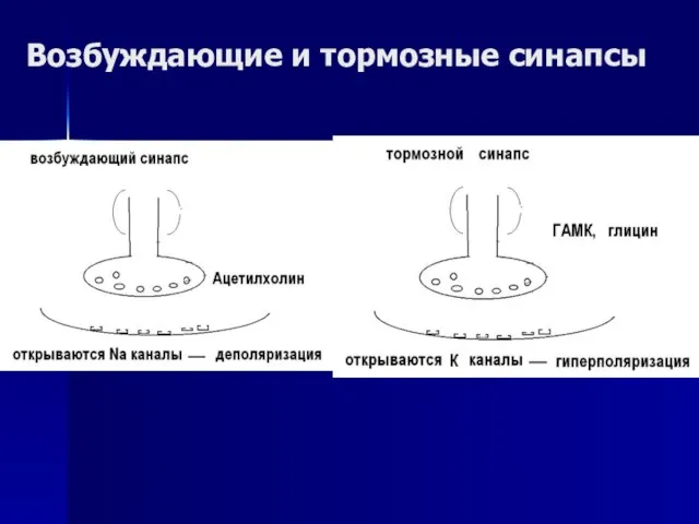 Возбуждающие и тормозные синапсы