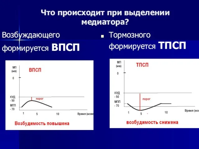 Что происходит при выделении медиатора? Возбуждающего формируется ВПСП Тормозного формируется ТПСП