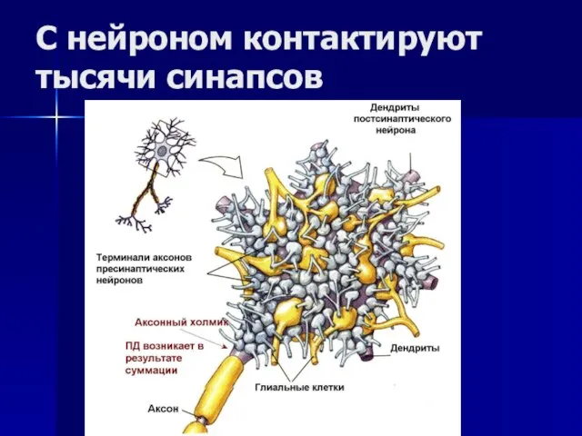 С нейроном контактируют тысячи синапсов