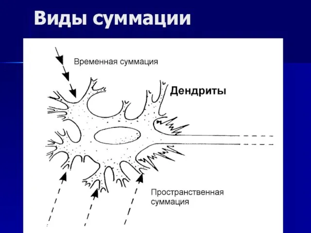 Виды суммации