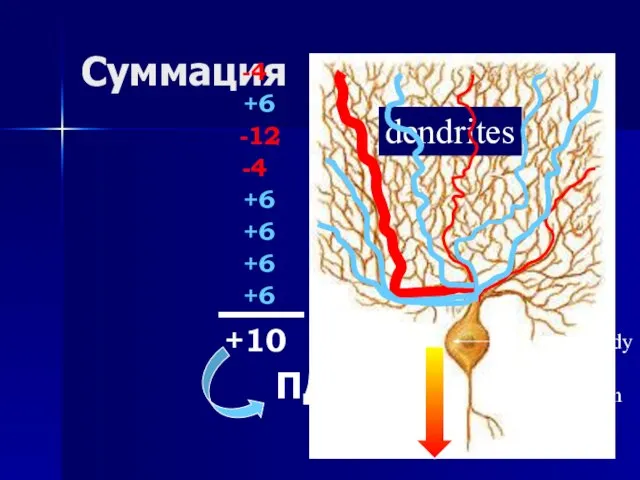 Суммация dendrites Cell body axon -4 +6 -12 -4 +6 +6 +6 +6 +10 ПД