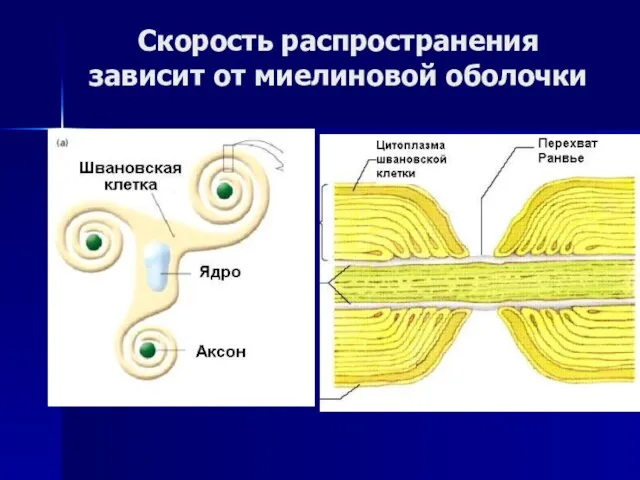 Скорость распространения зависит от миелиновой оболочки