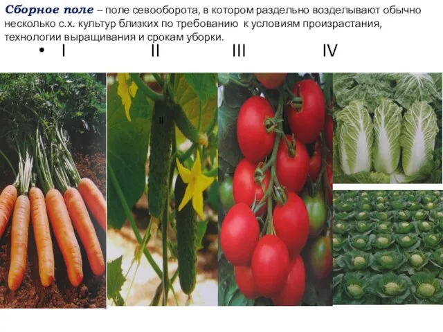 I II III IV I II Сборное поле – поле севооборота,