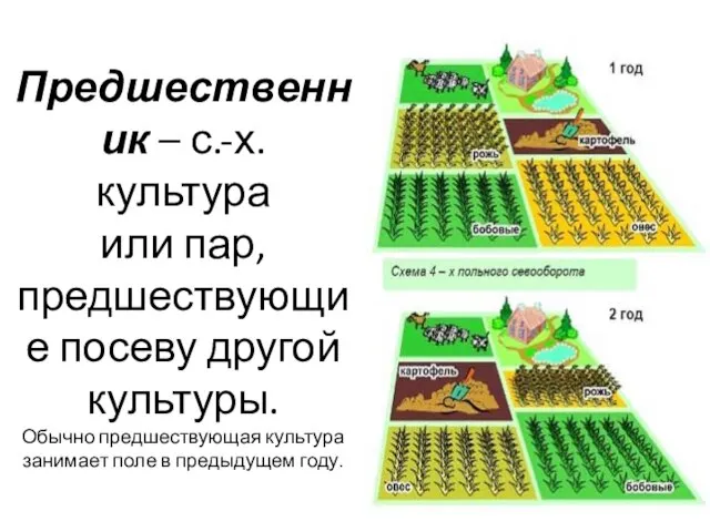 Предшественник – с.-х. культура или пар, предшествующие посеву другой культуры. Обычно