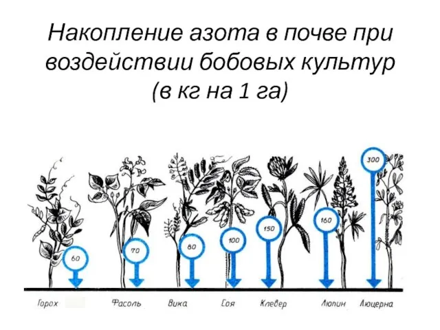 Накопление азота в почве при воздействии бобовых культур (в кг на 1 га)