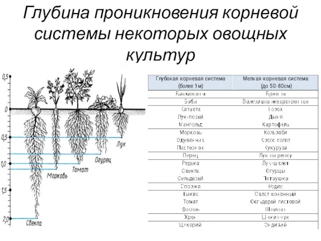 Глубина проникновения корневой системы некоторых овощных культур