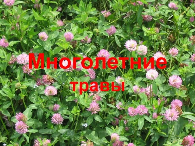 Многолетние травы