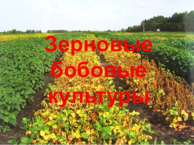 Зерновые бобовые культуры