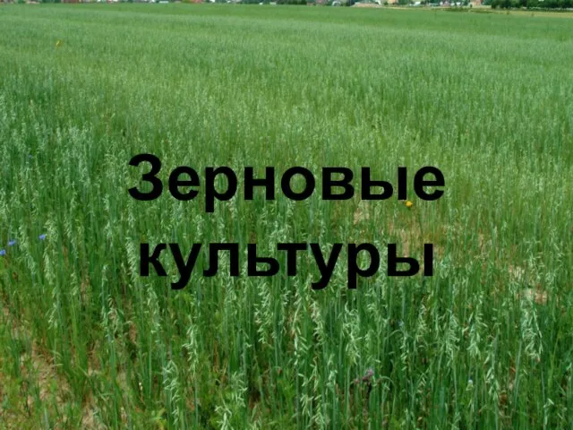 Зерновые культуры