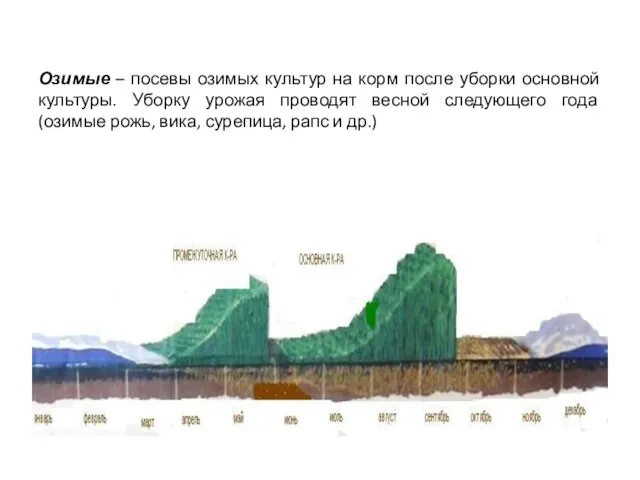 Озимые – посевы озимых культур на корм после уборки основной культуры.