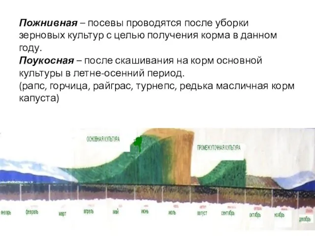 Пожнивная – посевы проводятся после уборки зерновых культур с целью получения