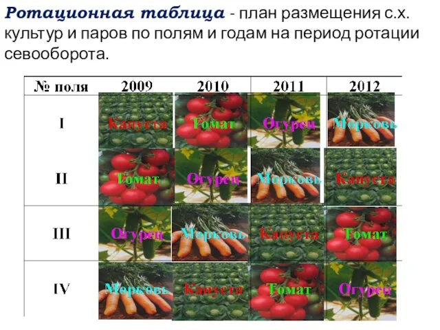 Ротационная таблица - план размещения с.х. культур и паров по полям