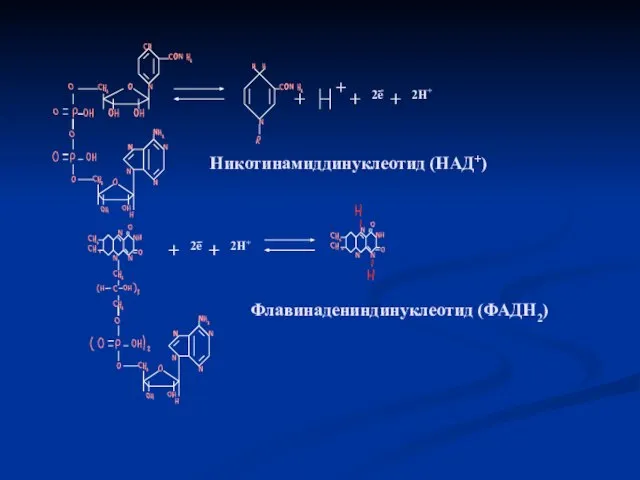 + 2е 2Н+ Никотинамиддинуклеотид (НАД+) 2е 2Н+ Флавинадениндинуклеотид (ФАДН2)