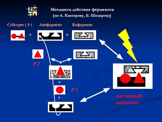 Механизм действия ферментов [по А. Кантарову, Б. Шепартцу] + + +