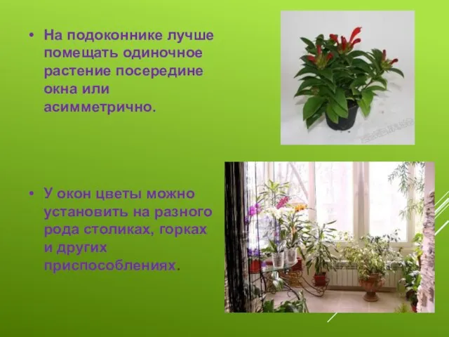 На подоконнике лучше помещать одиночное растение посередине окна или асимметрично. У