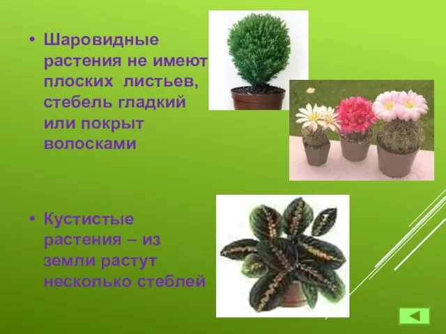 Шаровидные растения не имеют плоских листьев, стебель гладкий или покрыт волосками