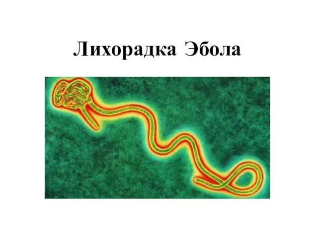 Лихорадка Эбола