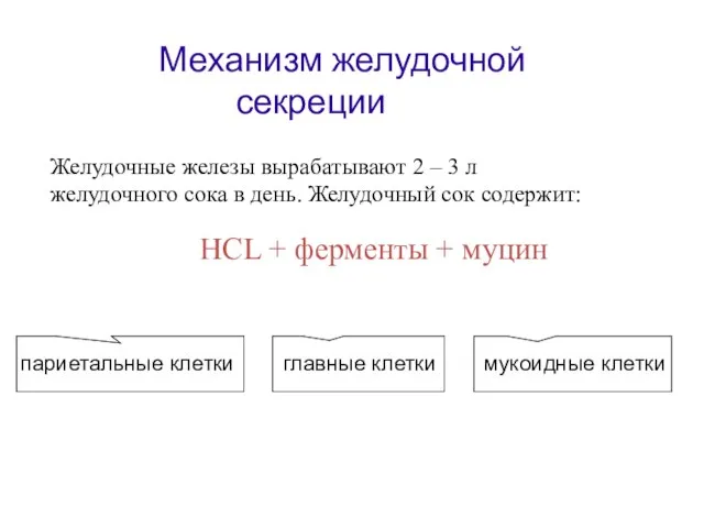 Механизм желудочной секреции Желудочные железы вырабатывают 2 – 3 л желудочного