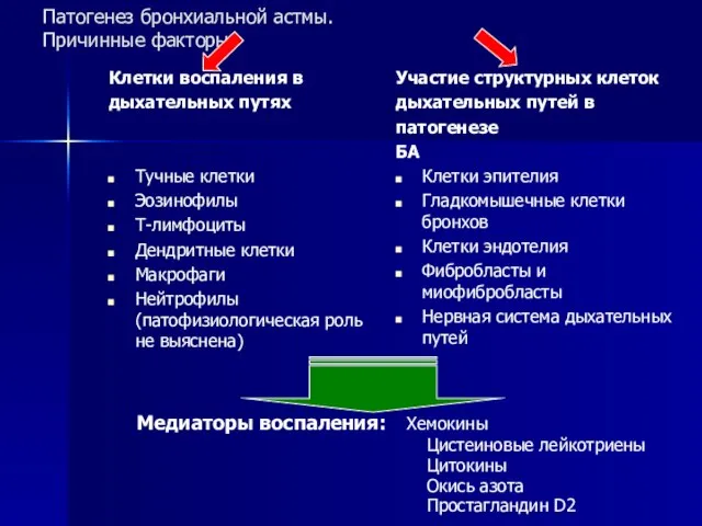 Патогенез бронхиальной астмы. Причинные факторы Клетки воспаления в дыхательных путях Тучные