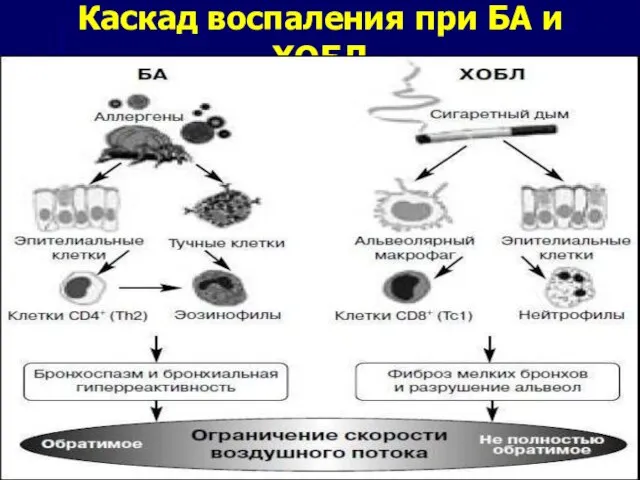 Каскад воспаления при БА и ХОБЛ