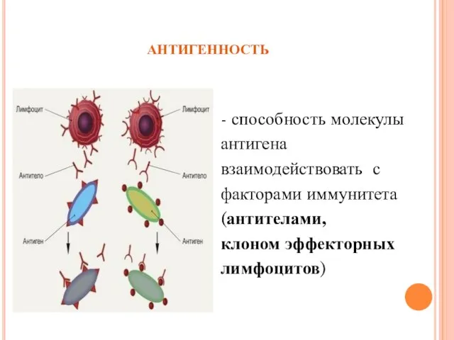 антигенность - способность молекулы антигена взаимодействовать с факторами иммунитета (антителами, клоном эффекторных лимфоцитов)