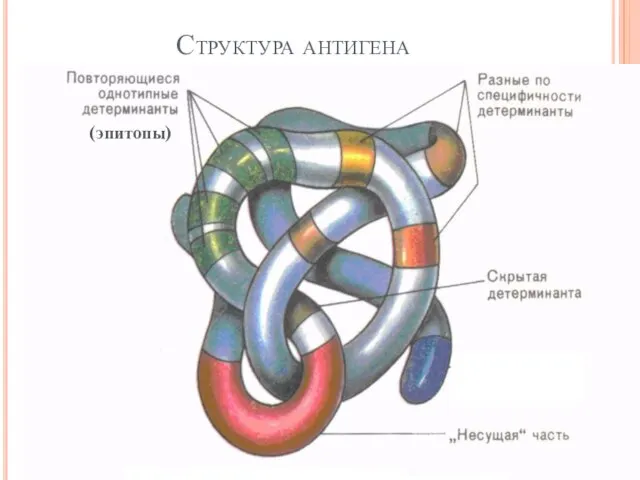 Структура антигена (эпитопы)