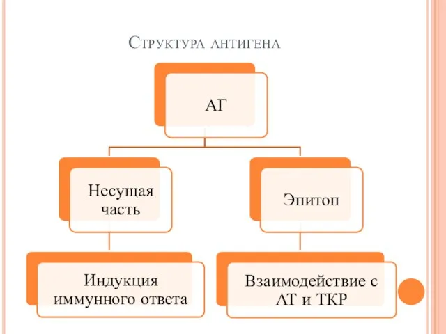 Структура антигена