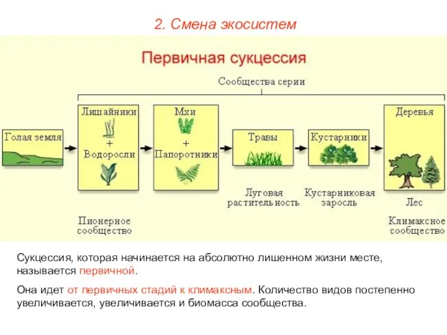 2. Смена экосистем Сукцессия, которая начинается на абсолютно лишенном жизни месте,