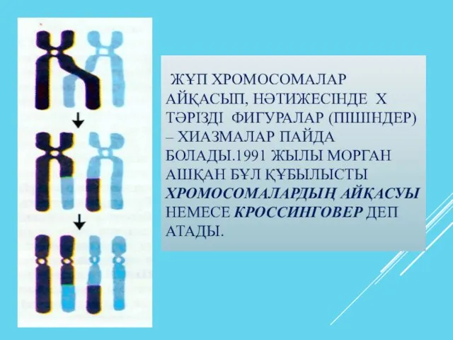 ЖҰП ХРОМОСОМАЛАР АЙҚАСЫП, НӘТИЖЕСІНДЕ Х ТӘРІЗДІ ФИГУРАЛАР (ПІШІНДЕР) – ХИАЗМАЛАР ПАЙДА