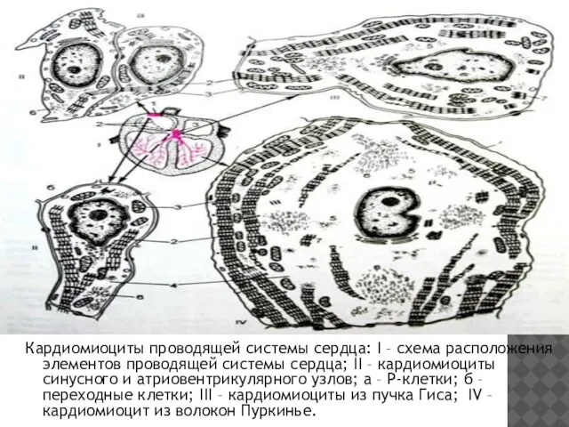 Кардиомиоциты проводящей системы сердца: I – схема расположения элементов проводящей системы