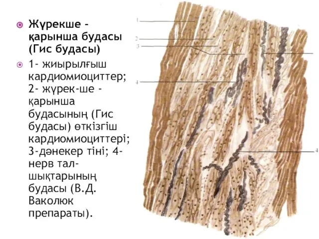 Жүрекше - қарынша будасы (Гис будасы) 1- жиырылғыш кардиомиоциттер; 2- жүрек-ше