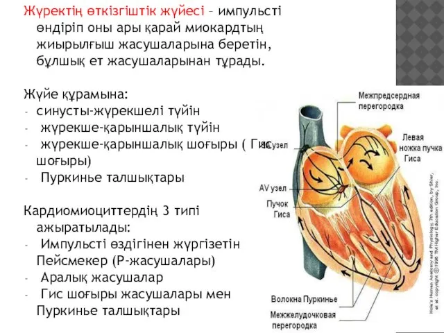 Жүректің өткізгіштік жүйесі – импульсті өндіріп оны ары қарай миокардтың жиырылғыш