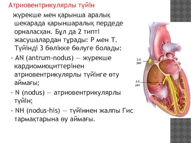 Атриовентрикулярлы түйін жүрекше мен қарынша аралық шекарада қарыншаралық пердеде орналасқан. Бұл