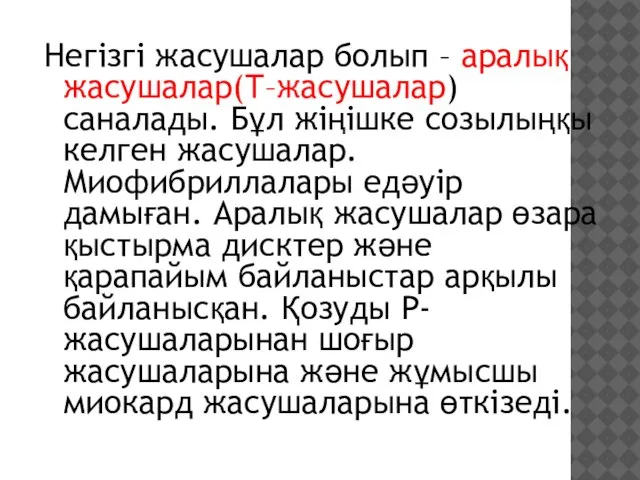 Негізгі жасушалар болып – аралық жасушалар(Т–жасушалар) саналады. Бұл жіңішке созылыңқы келген