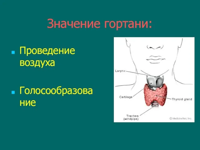 Значение гортани: Проведение воздуха Голосообразование