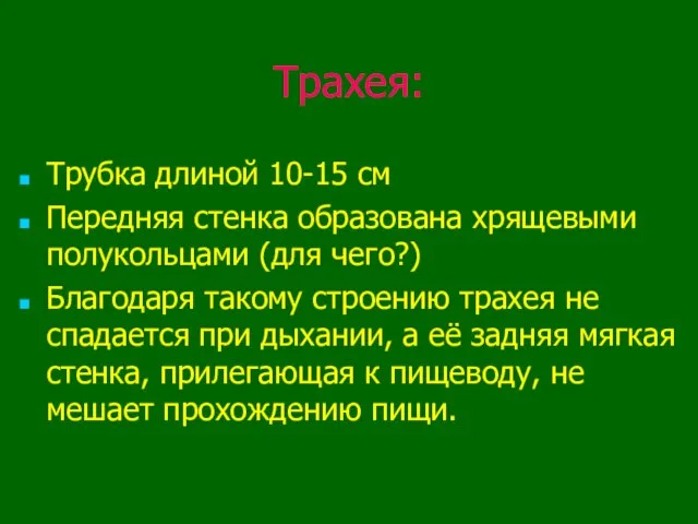 Трахея: Трубка длиной 10-15 см Передняя стенка образована хрящевыми полукольцами (для