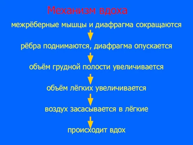 Механизм вдоха межрёберные мышцы и диафрагма сокращаются рёбра поднимаются, диафрагма опускается