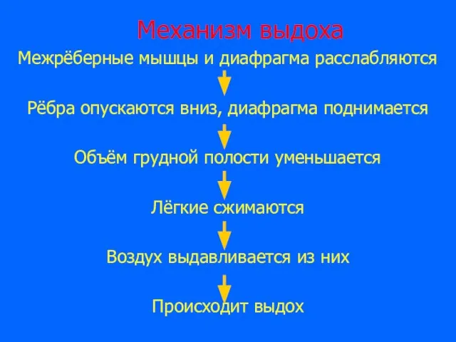 Механизм выдоха Межрёберные мышцы и диафрагма расслабляются Рёбра опускаются вниз, диафрагма