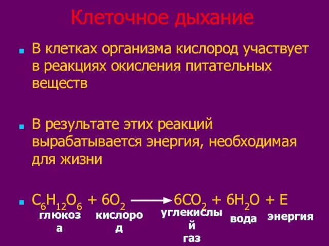 Клеточное дыхание В клетках организма кислород участвует в реакциях окисления питательных