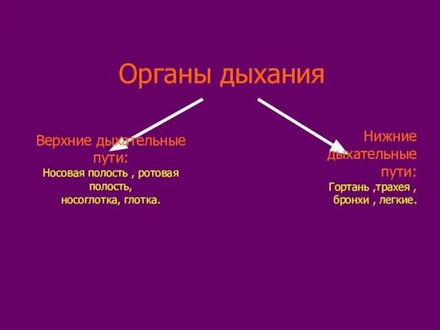 Органы дыхания Верхние дыхательные пути: Носовая полость , ротовая полость, носоглотка,