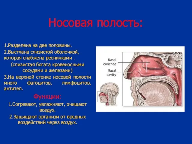 Носовая полость: 1.Разделена на две половины. 2.Выстлана слизистой оболочкой, которая снабжена