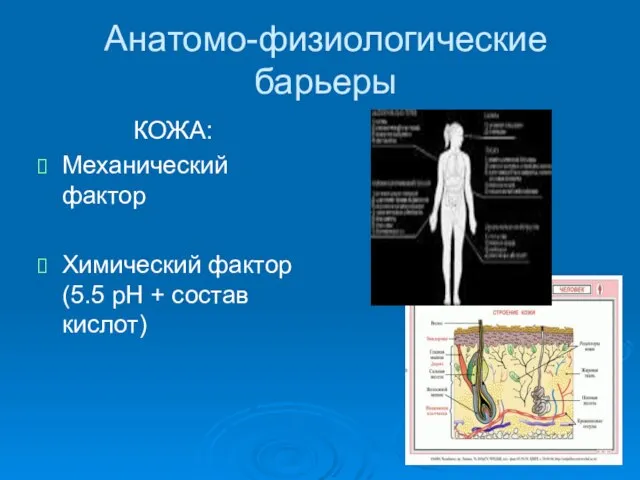 Анатомо-физиологические барьеры КОЖА: Механический фактор Химический фактор (5.5 рН + состав кислот)